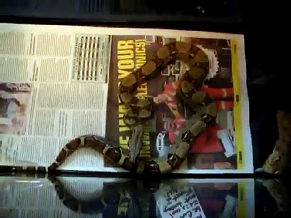 Red Tail Boa Eating Live Rat