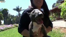 DOGS 101 - Miniature Bull Terrier [ENG]
