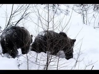 balla con gli orsi / dancing with the bears