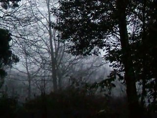 Birdsong spring dawn chorus Hammerwood Park 15 minutes later