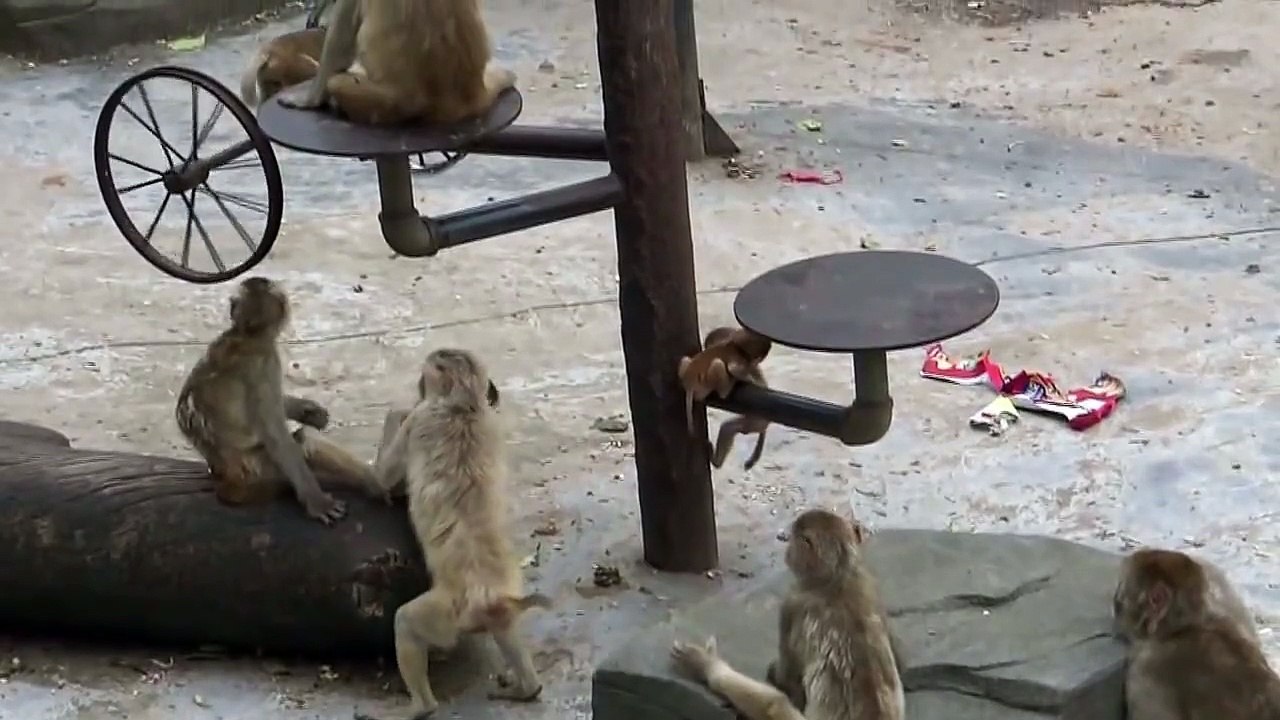 Sad and Poor Monkeys