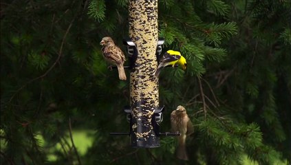 Perky-Pet® Squirrel Shield Tube Feeder