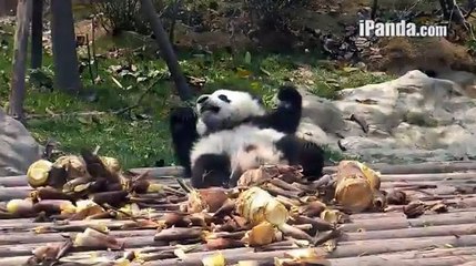 Xing Er plays with bamboo shoots 2014.04.02