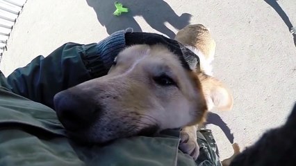 Собачья Жизнь - Наш ответ Кобзону