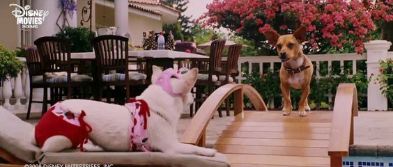 Beverly Hills Chihuahua - Liebeserklärung