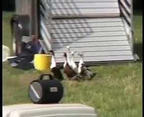 Sheepdog and Ducks demonstration