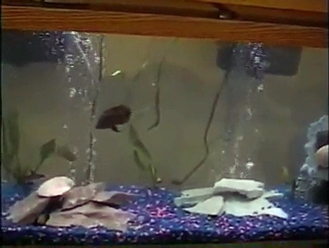 55 Gallon Fish Tank (Please Comment)