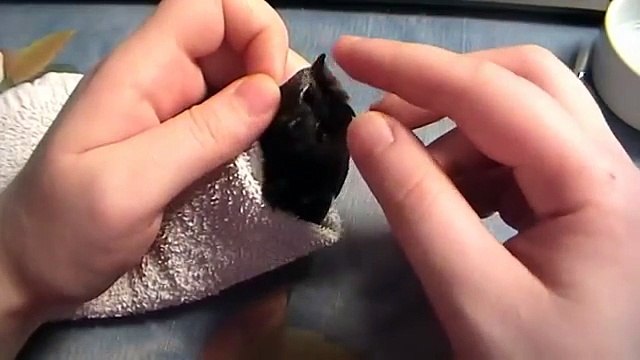 Как кормить стрижа. Как ему открыть рот? How to feed the swift?