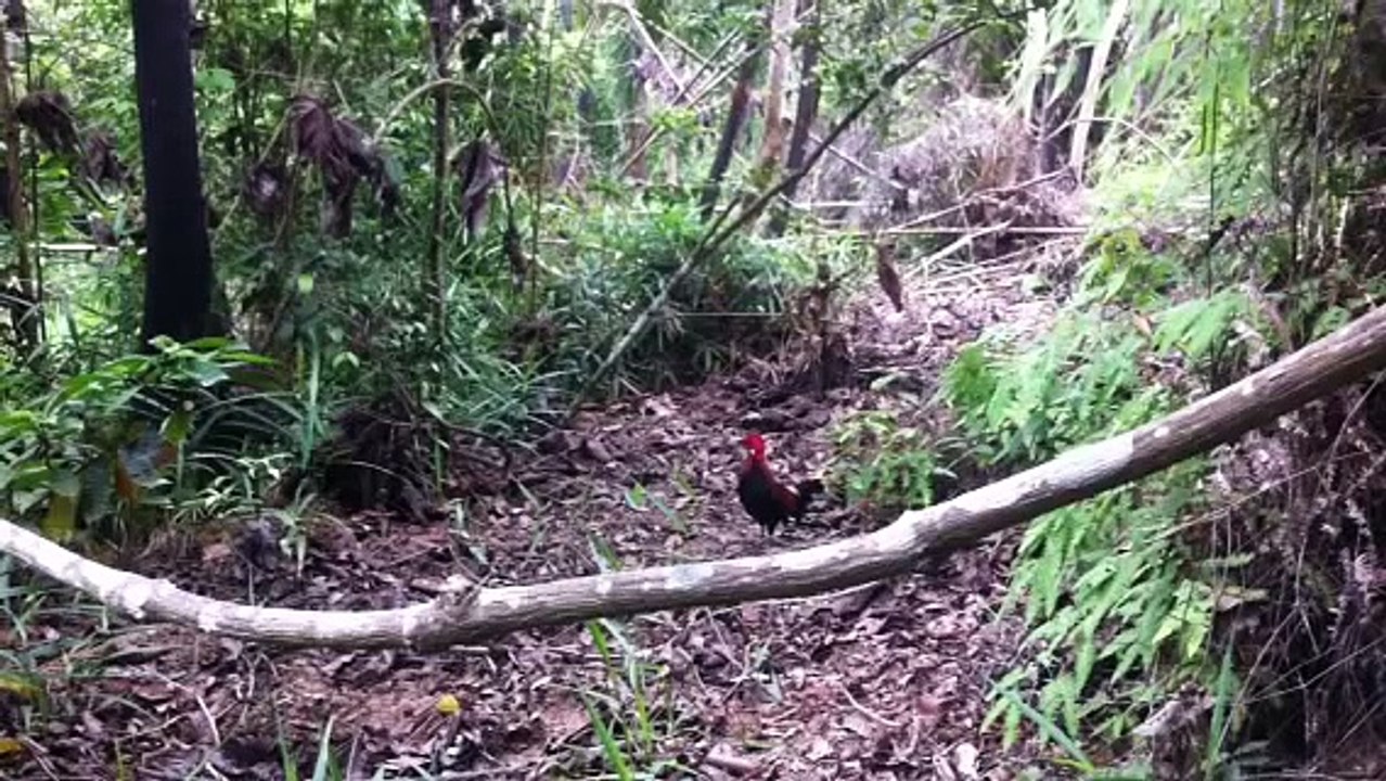 pikat ayam hutan （ money）3