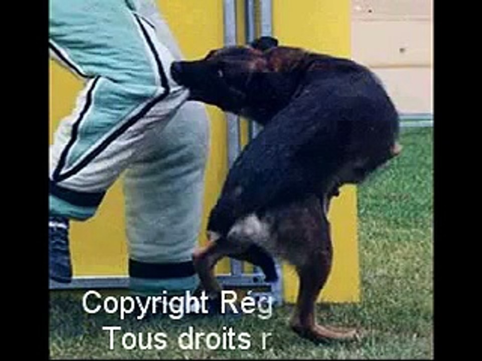 haggler des loups mutins