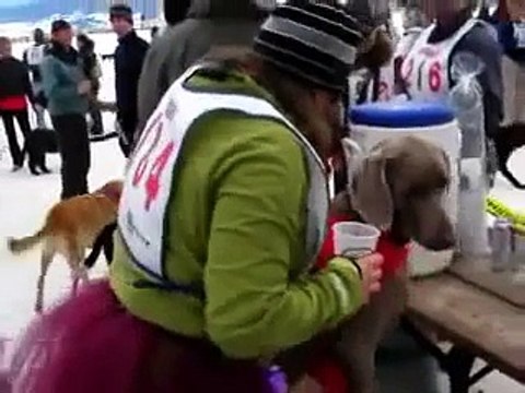 Ski-joring at the Coney Classic