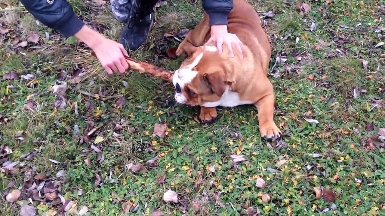 English Bulldog vs Cane Corso Dog Fight 2.