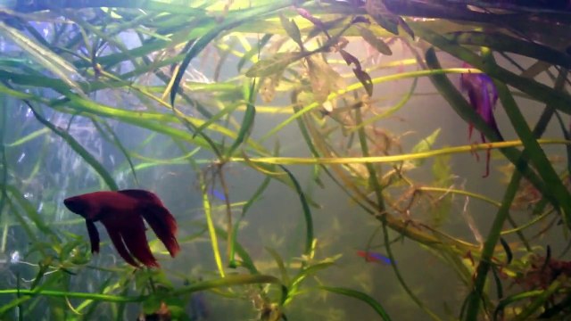 My two bettas eating together with blue rams no fighting or flaring