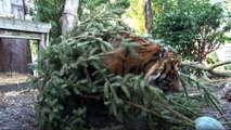 Tigers go crazy over Christmas Trees