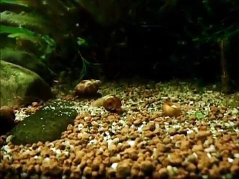 A long video, perhaps pointless, of a snail who comes full circle.
