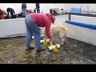 Barn Hunt Intro Workshop January 11, 2014