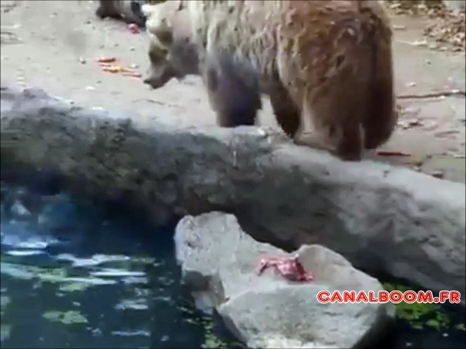 L'ours au grand coeur