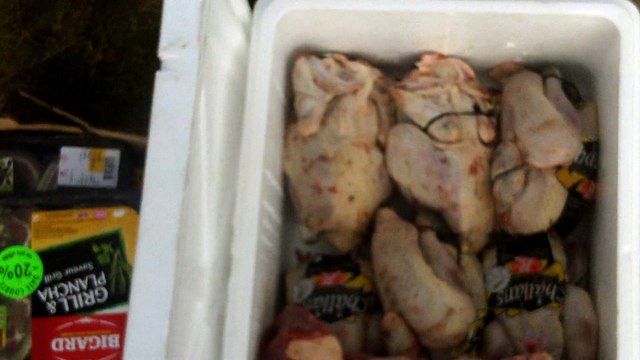 ,BERGER BLANC SUISSE, nourriture menagère, CHIENS & CHIOTS, chiens et choits