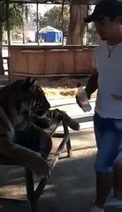 Tiger licks milk off my hand!