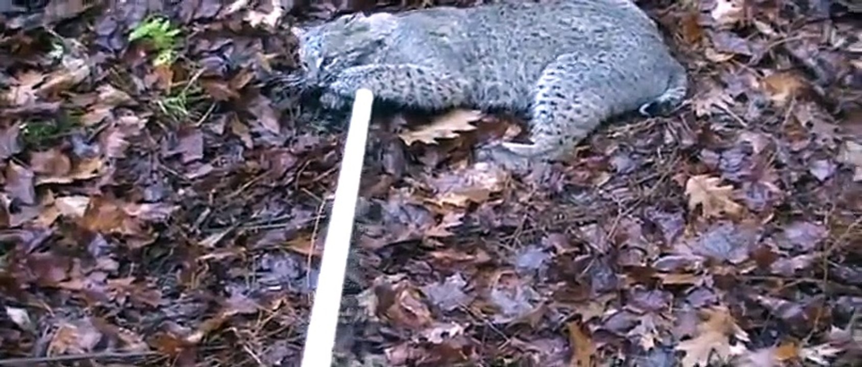 Guy tries to catch Bobcats and almost gets attacked!
