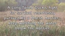 Marsh Harrier & a Long Tailed Duck - RSPB Leighton Moss
