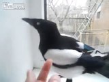 Magpie laughs like a little girl and it's terrifying!