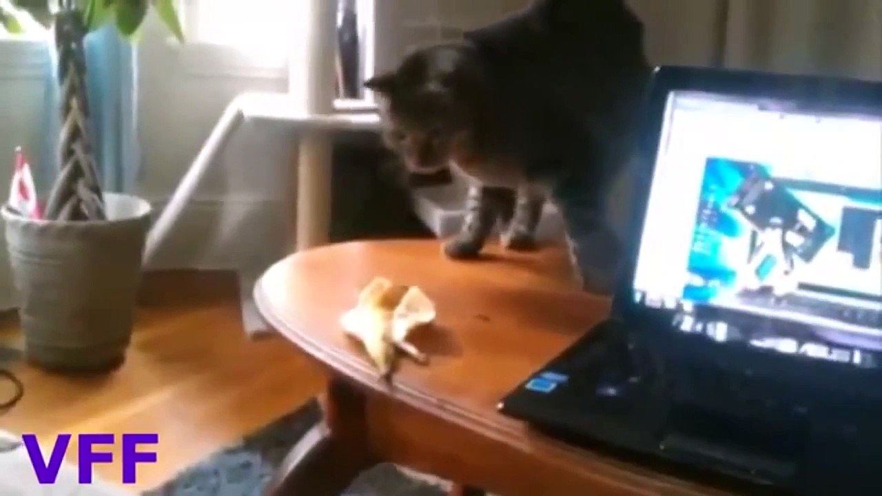 Short funny cat compilation