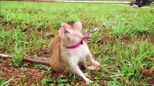 Rats to the rescue! Rodents trained to clear landmines latest news dernières nouvelles Reuters news