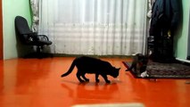 Cats playing paper after paper ripped (Кошки играют бумагу после бумага разорвал)