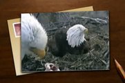 Eagle Cam: Decorah, Iowa Bald Eagle 3rd CHICK Hatches GOES POOP (LIVE VIDEO)
