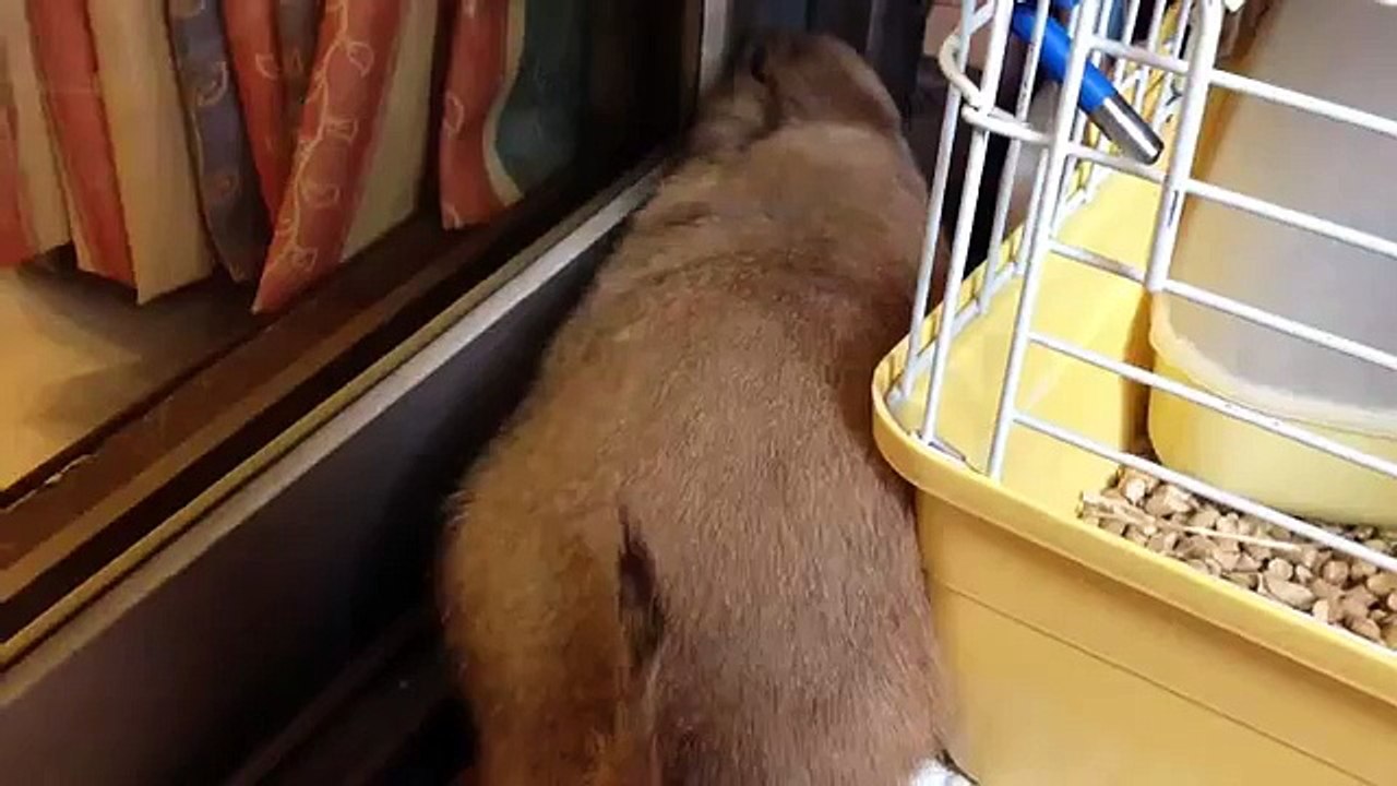 土撥鼠
