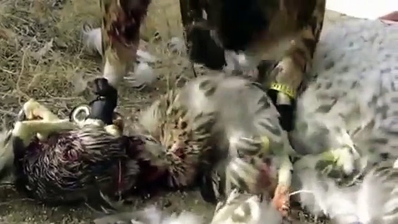 طير الحر الذكي