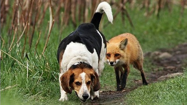 BBC Somerset - Ben McGrail, Do you support fox hunting 9Jul15