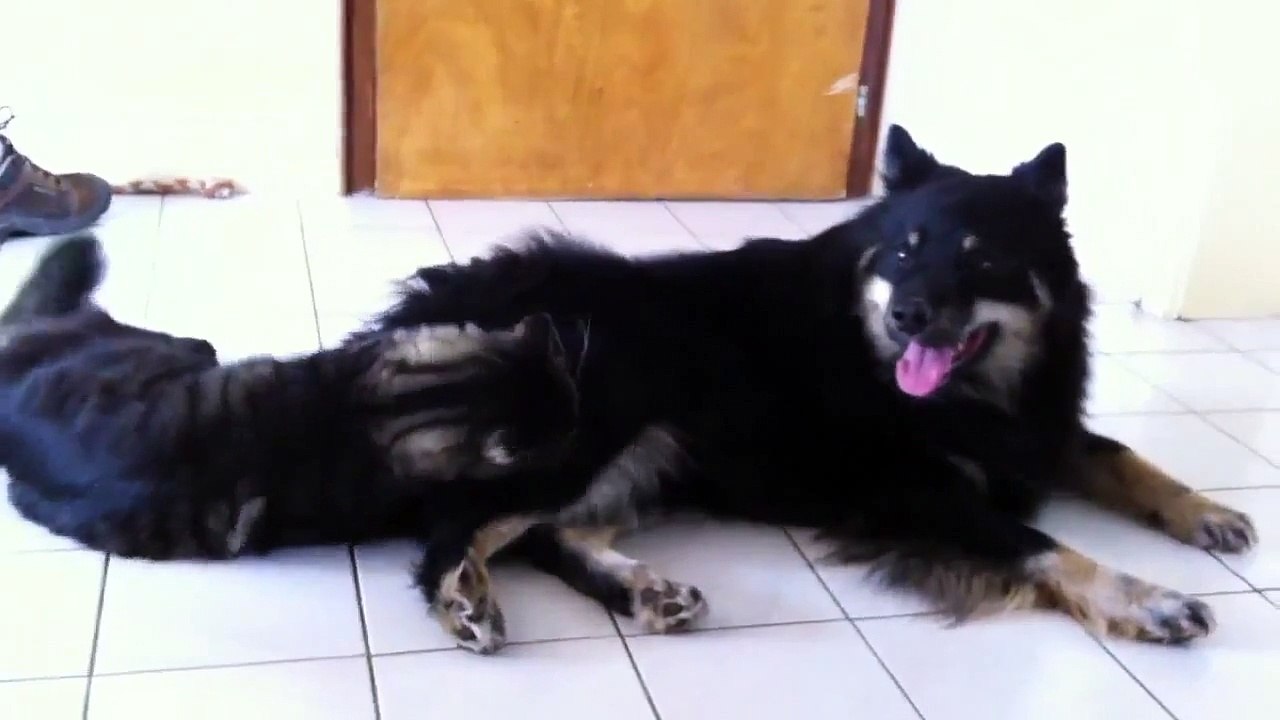 Very funny cat and dog video