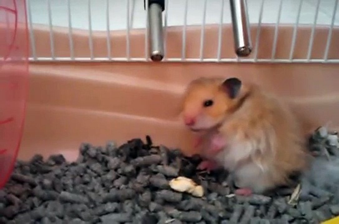 HAMSTER PLAY'S DEAD AFTER A COUGH