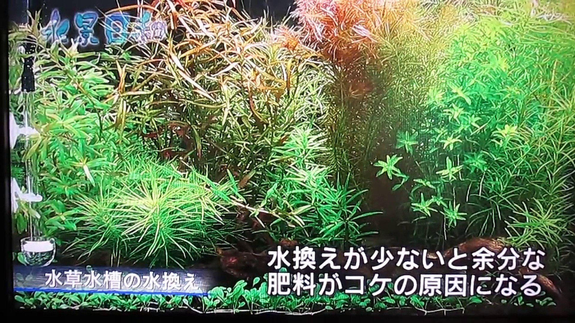 An Aquarium 志藤店長の水草水槽立ち上げ後のアドバイス Video Dailymotion