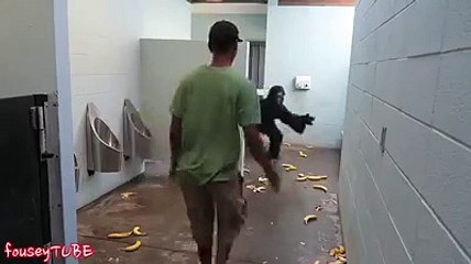 Escaped gorilla prank