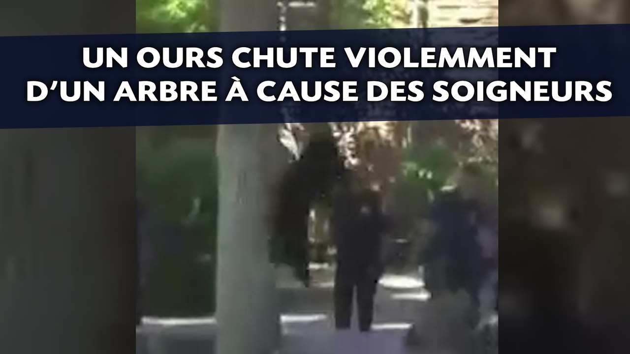 Un ours chute violemment d'un arbre à cause des soigneurs