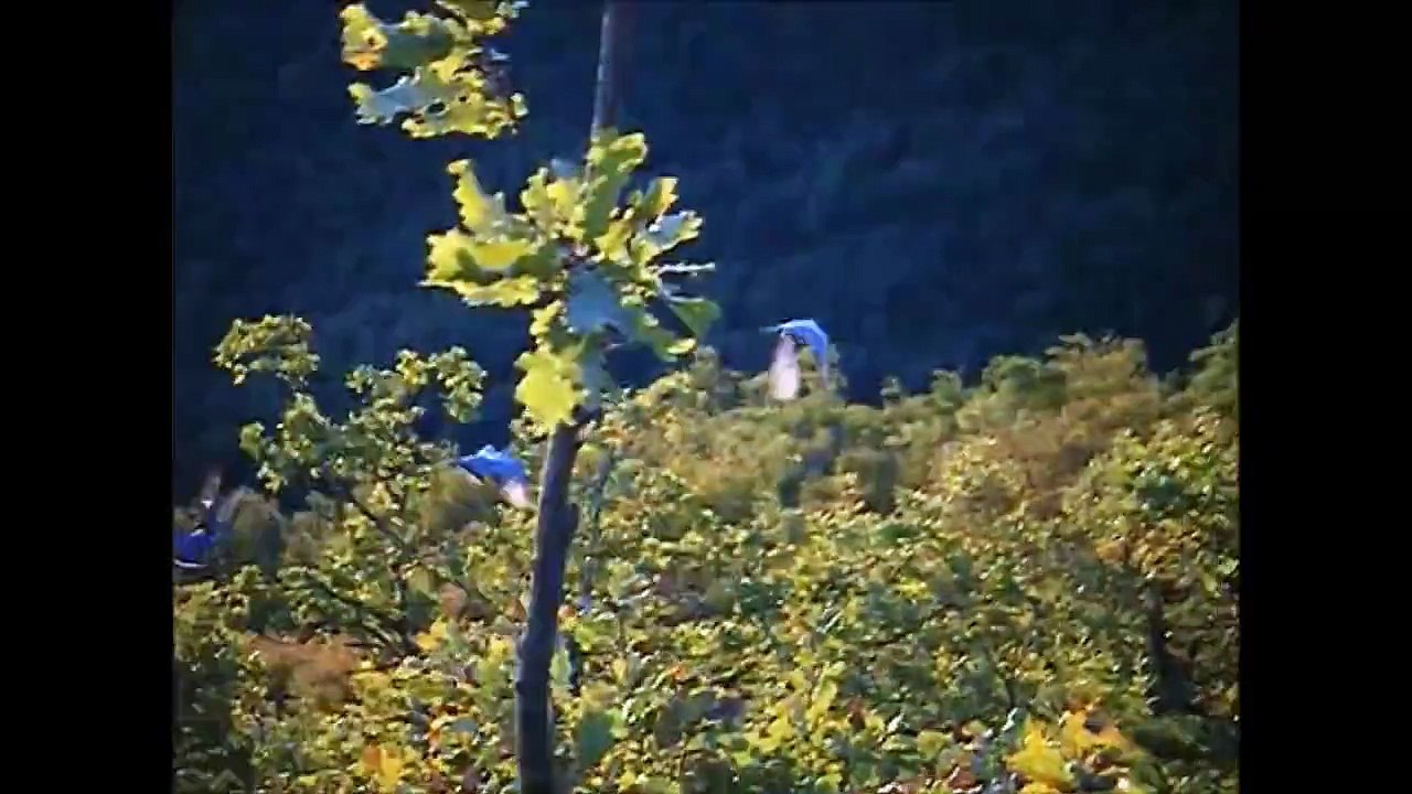 Histoire de Paloumayres Ariégeois avec pose. Chasse en Palombière traditionnelle.