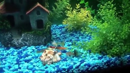 Egg dinner for your fry / fish tutorial
