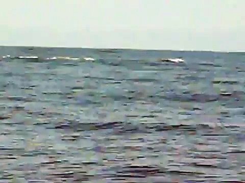 Ballenas Jorobadas en Los Organos, Peru