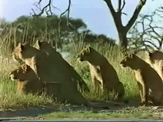 ¡Leon vs Hienas! ¡Naturaleza en accion!