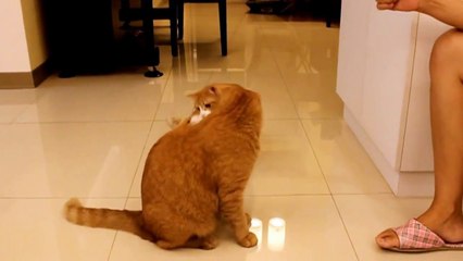 江南style-貓咪版 / Gangnam style cats /