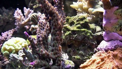 Miniriff / Microriff nach 10 Wochen Standzeit - entwickelt sich VIEL schneller als das Nanoriff