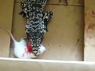Argentine black and white tegu eating.mpg