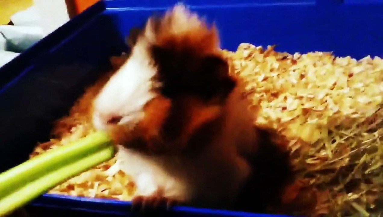 Guinea Pig Purring & Eating