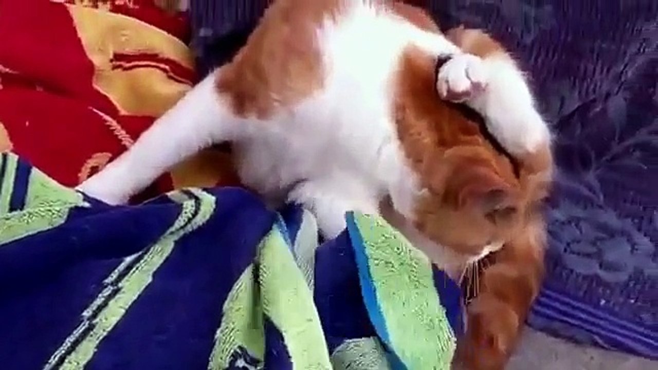 Cat Giving Birth 2015