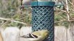American Goldfinches in Houston, Texas