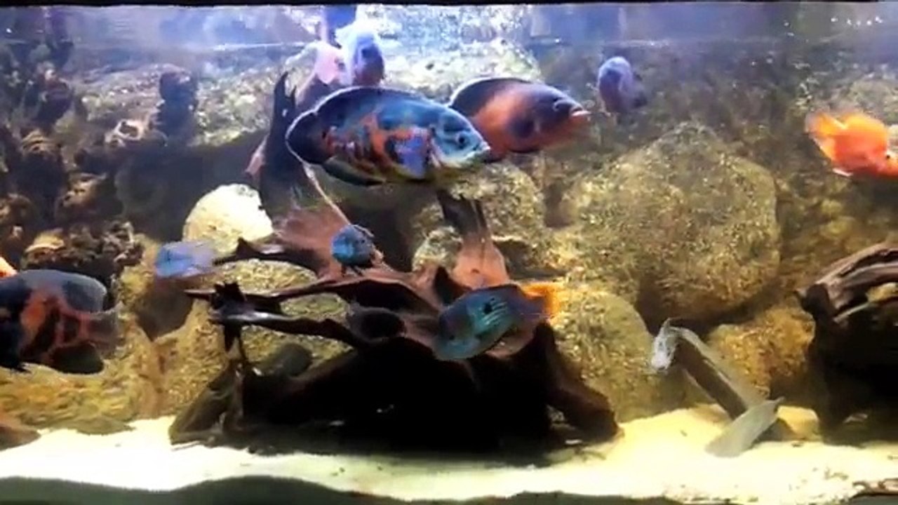 Aquarium 3000 litres cichlidés