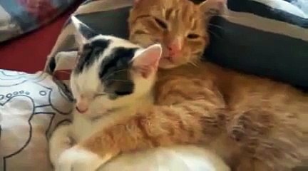 Funny videos cats‬  Romantic two cats